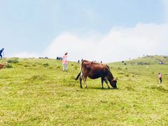 -大姆山草场