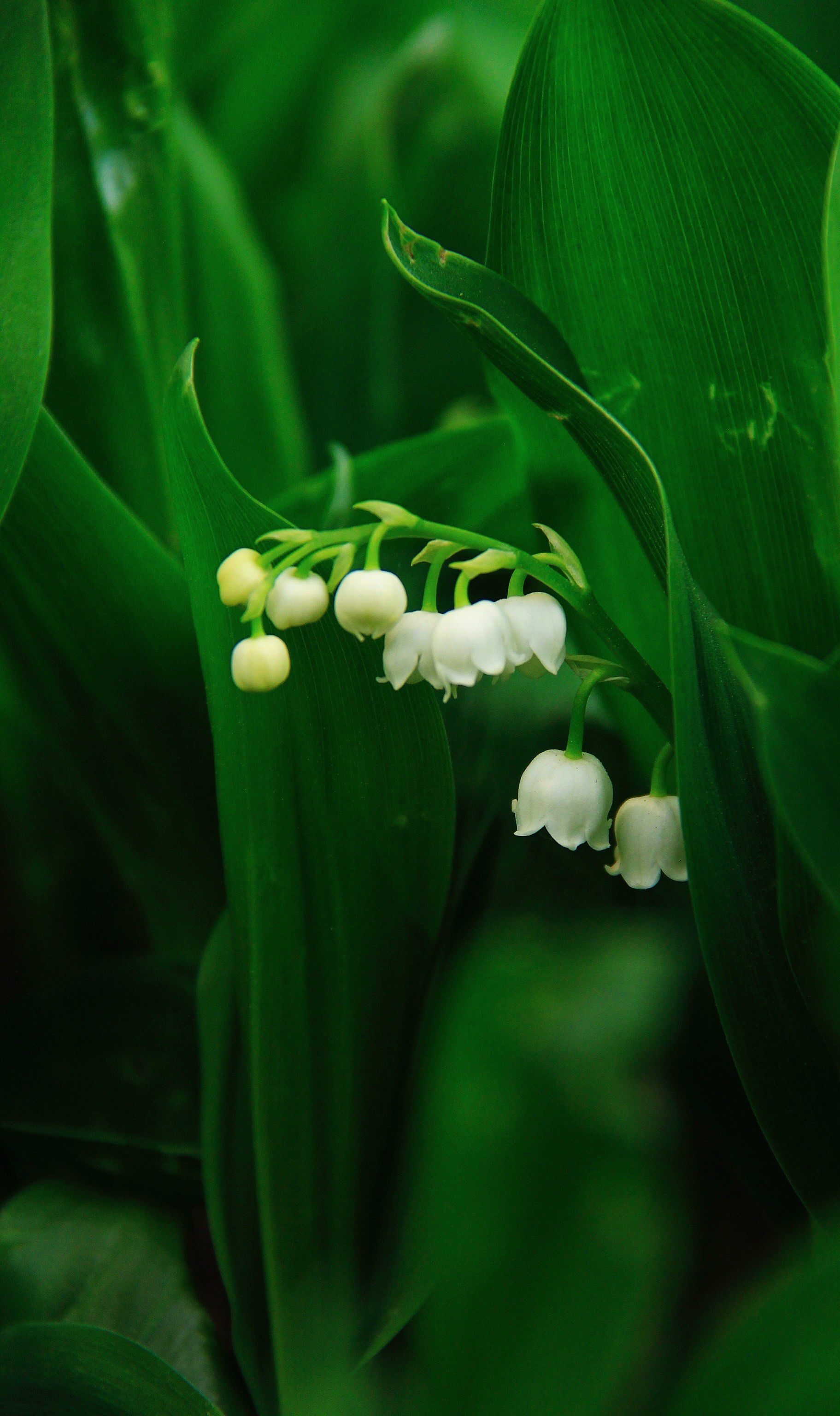 4月22日实拍铃兰