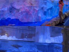 -芜湖新华联大白鲸海洋公园