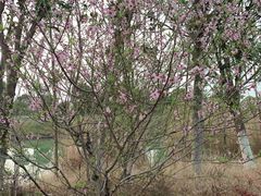-西京湾花海