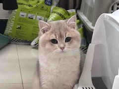 -欣宠猫屋·矮脚拿破仑·蓝金金渐层