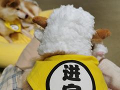 -逗柴咖啡屋·狗咖猫咖宠物桌游