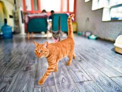 -喵屿·大理花园猫咖