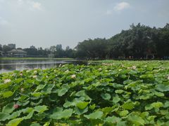 -荔湾湖公园