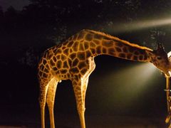 -清迈夜间动物园