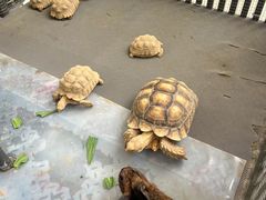 -熊猫自助餐厅.萌趣城堡(长隆熊猫酒店)