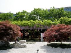-嘉定紫藤园