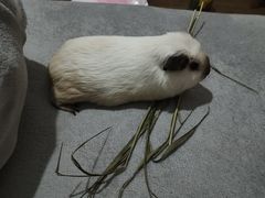 -守诺宠物医院·眼科· 特色牙科·异宠专科(虹口店)