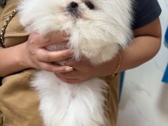 -宠爱多约克夏马尔济斯泰迪小型犬专卖