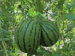 -庞各庄翠芳园西瓜蔬菜基地采摘园