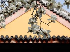 -龙华寺