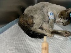 -东莞宠友24H宠物中心医院·转诊夜诊·异宠(新河北路院)