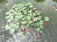 -碧江金楼