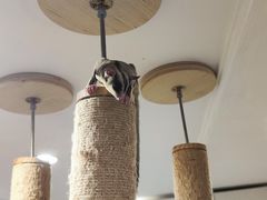 -楼上猫咖(罗湖店)