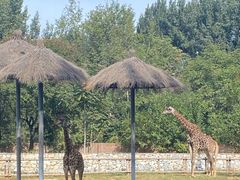 -北京野生动物园