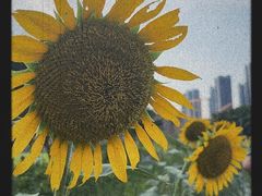 -光明小镇欢乐田园