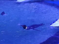 景点-上海海昌海洋公园