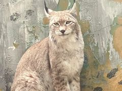 -青藏高原野生动物园