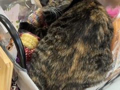 -伟伟宠物医院·CT影像中心·瑞派犬猫综合性门诊(汉口总院)