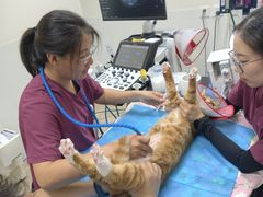 -美联众合动物医院·24h转诊中心