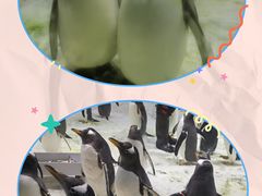 -大连圣亚海洋世界