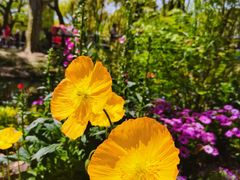 -上海共青森林公园