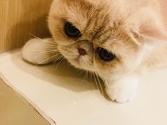 -飞行喵MR PILOT|猫舍·猫咖(静安大融城店)