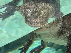 -上海海洋水族馆