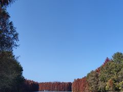 -上海海湾国家森林公园