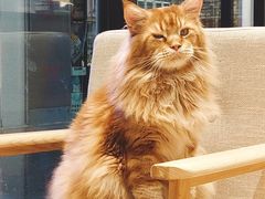 -藏猫猫咖啡主题馆(中央大道店)