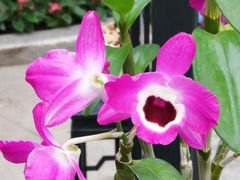 -北京植物园-展览温室