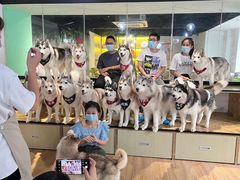 -Husky Go! 哈士奇体验馆·宠物咖啡厅狗咖