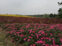 -杭州湾海上花田景区