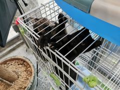 -腾爱熊猫咖啡生活馆(老东门店)