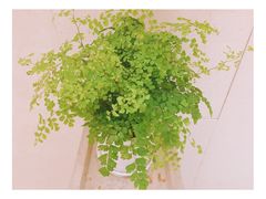 -东吴面馆(十全街店)