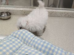 -PET WISH宠物愿望(BFC外滩金融中心店)