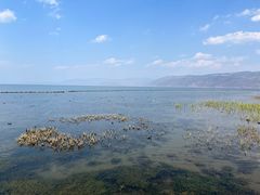 -洱海月湿地公园