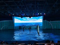 -海合安青岛极地海洋公园