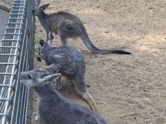 -费瑟代尔野生动物园