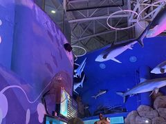 -烟台海昌鲸鲨海洋公园