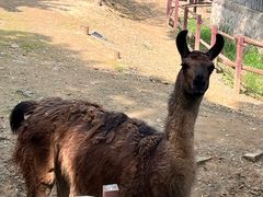 -石家庄市动物园