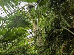 -呀路古热带植物园