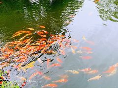 -西湖外事游船(花港观鱼码头)