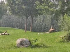 -北京野生动物园