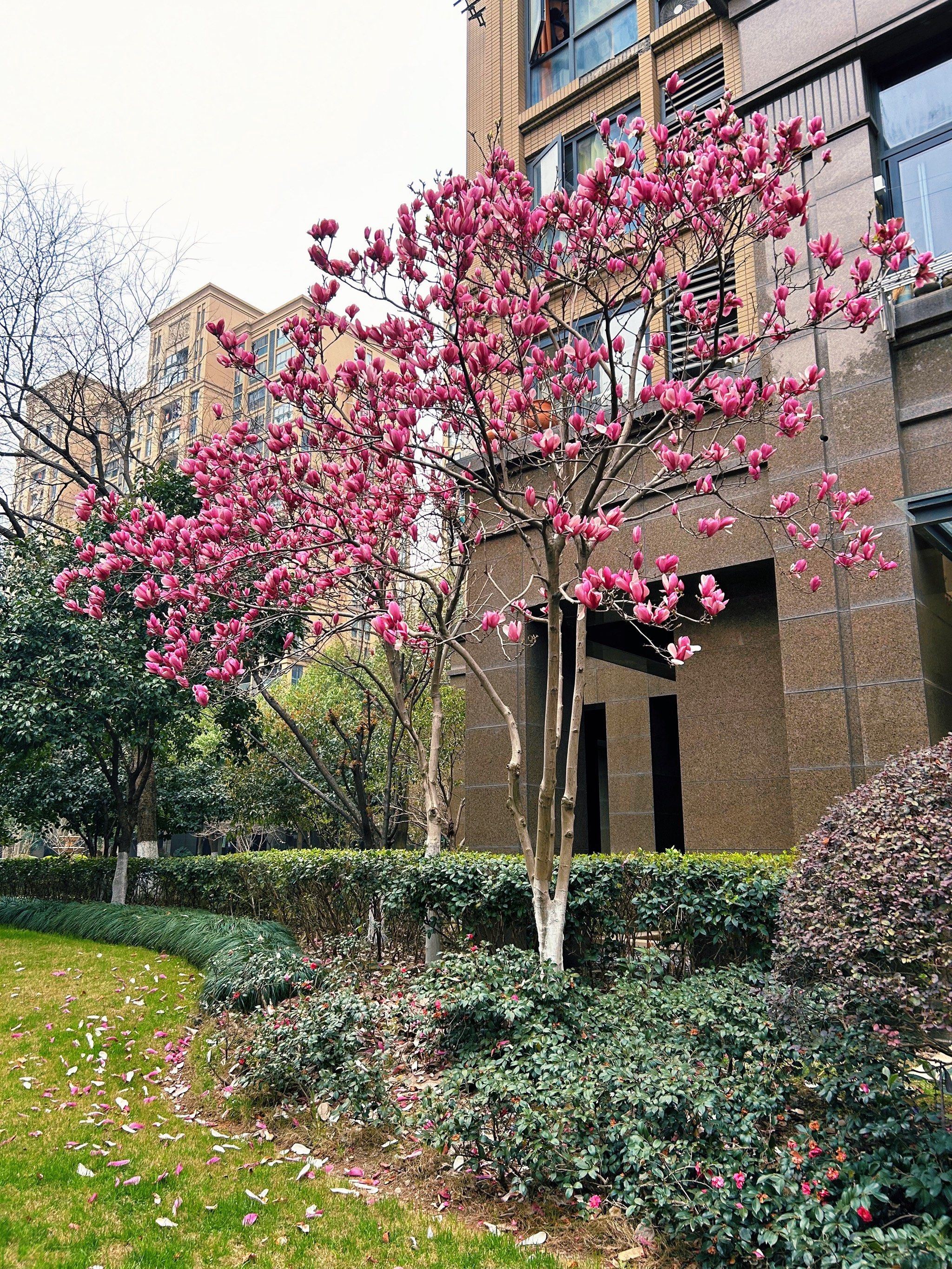 小区的花也开始争相开放💐