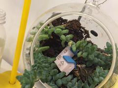 -一粒糖 · 潮汕小吃-海石花特色甜品