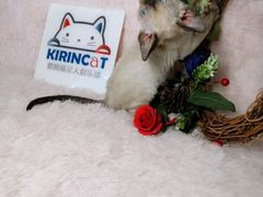 -十年猫舍·猫咪专门店(普陀店)