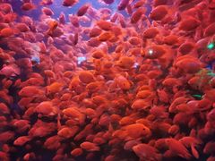 -太平洋海底世界