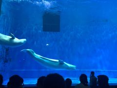 -芜湖新华联大白鲸海洋公园