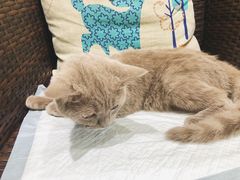 -美联众合宠物医院·爱萌分院·内外科·猫科中心